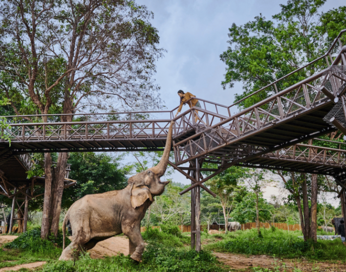 Слоновий заповедник Elephant Kingdom (5).png